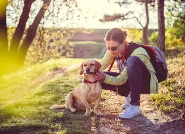 Quel Est Le Meilleur Traitement Contre Les Puces Pour Les Chiens ?