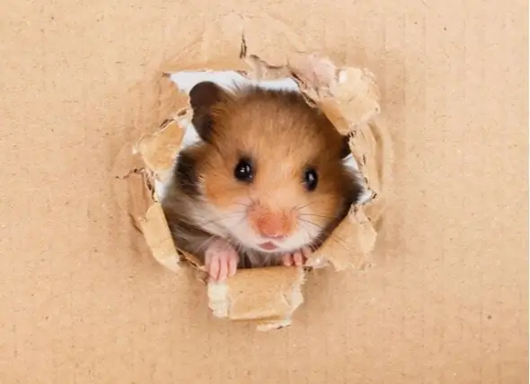 Hoe Om U Hamster Gesond En Aktief Te Hou Met Geestelik Stimulerende Speelgoed