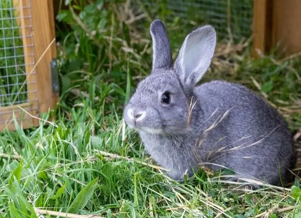 Gli Animali Di Piccola Taglia Hanno Bisogno Di Tempo All'aperto?