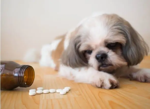 Los Peligros De Los Medicamentos Para Mascotas Del Mercado Negro