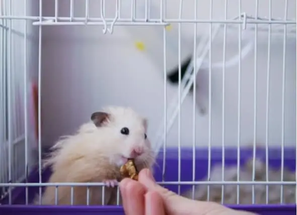 Kako Održavati Zube Hrčka Zdravima Kako Održavati Zube Hrčka Zdravima
