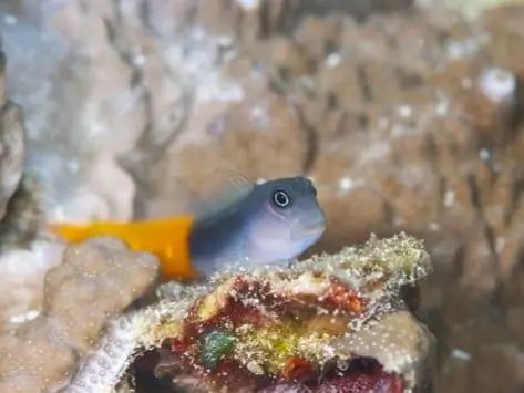 Gjithcka Rreth Blenny Peshku Dhe Kujdesi - Kujdesi Për Blennioid