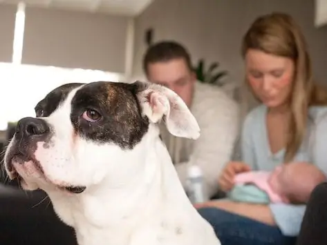 Troeteldiere En Pasgeborenes: Mites Wat Jy Nie Moet Glo Nie