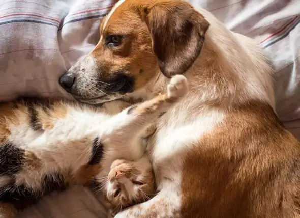 Kampanja Za Uklanjanje Skloništa Pomaže Kućnim Ljubimcima U Skloništima Da Pronađu Zauvijek Domove