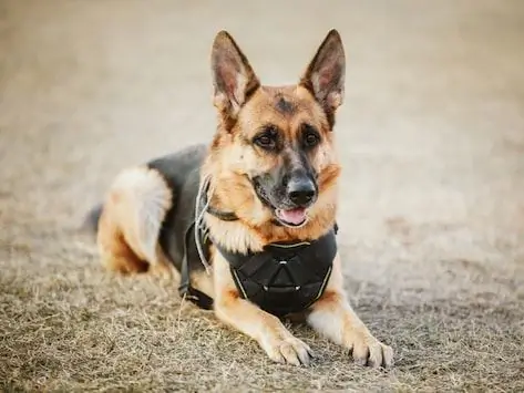 Anjing Pekerja Militer: Memahami Gangguan Stres Pascatrauma Anjing