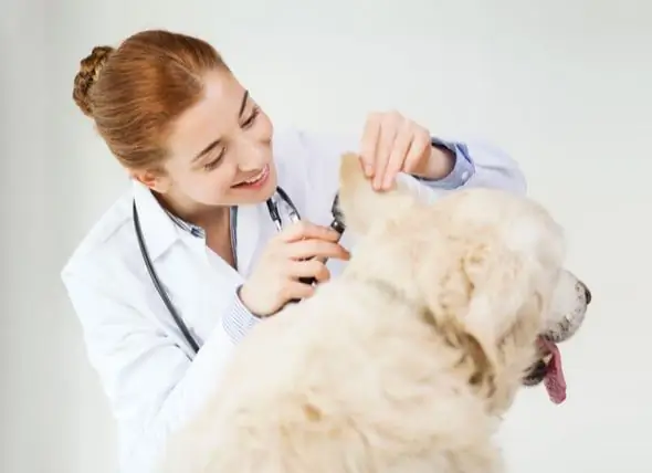 Kotoran Telinga Berlebihan Di Telinga Anjing - Kotoran Telinga Berlebihan Di Telinga Kucing