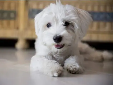 Hvad Får Hunden Til At Hvæse - Hvad Skal Man Gøre Mod Hvæsende Vejrtrækning?