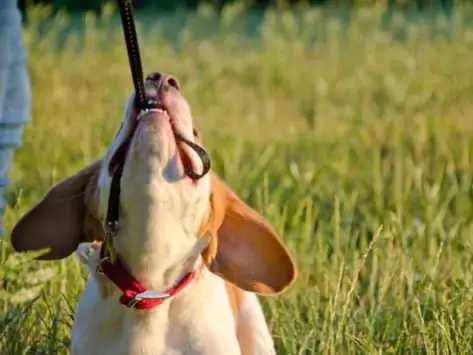 Cómo Los Padres De Mascotas Pueden Hacer Frente A Los Problemas De Comportamiento De Las Mascotas