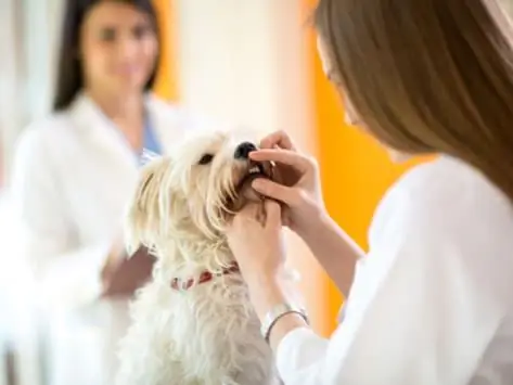 Behandling Af Oral Cyster Hos Hunde