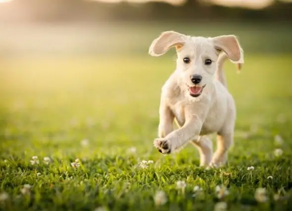 Gids Voor Vaginale Gezondheid Bij Honden: Alles Wat U Moet Weten