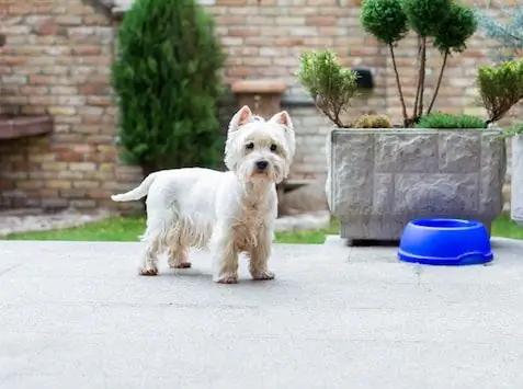 7 Grunner Til At Hunden Din Trenger Et Terapeutisk Kosthold