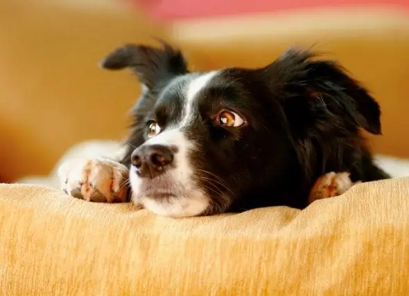 Batuk Kennel Pada Anjing Dan Anak Anjing: Apa Perawatan Untuk Batuk Kennel?