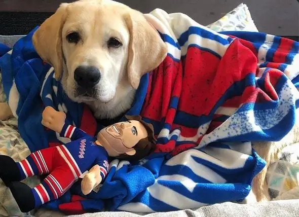 Los New York Rangers Dan La Bienvenida Al Equipo Al Perro Del Servicio De Autismo Llamado Ranger