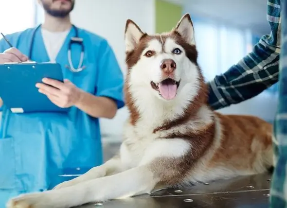 Veterináři Z Edinburghu Vyvíjejí Testy, Které Detekují časné Známky Onemocnění Jater U Psů