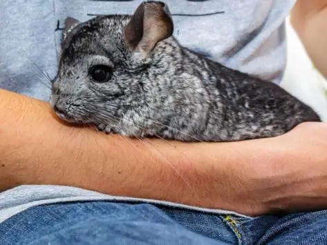 51 Vanliga Sjukdomar Som Påverkar Chinchilla