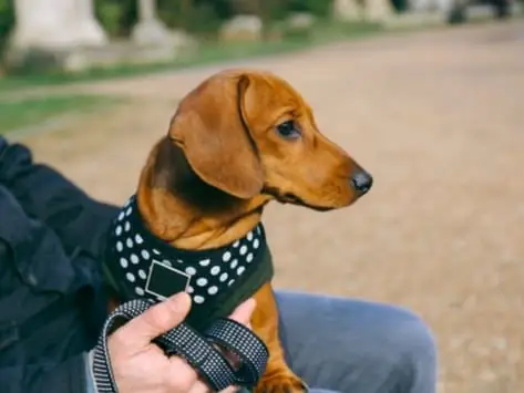 Overraskende Hundesele Fare At Undgå