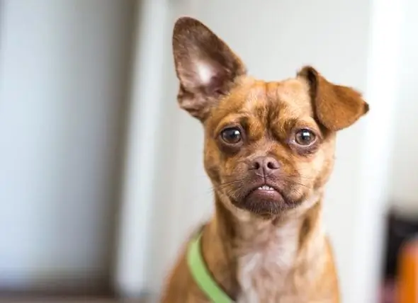 Studie Stel Voor Dat Klein Hondjies Oneerlik Is Oor Grootte Wanneer Hulle Met Honde Merk