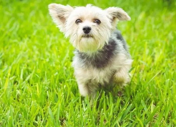 Omgekeerd Niezen Bij Honden: Wat Veroorzaakt Het En Wat Te Doen?