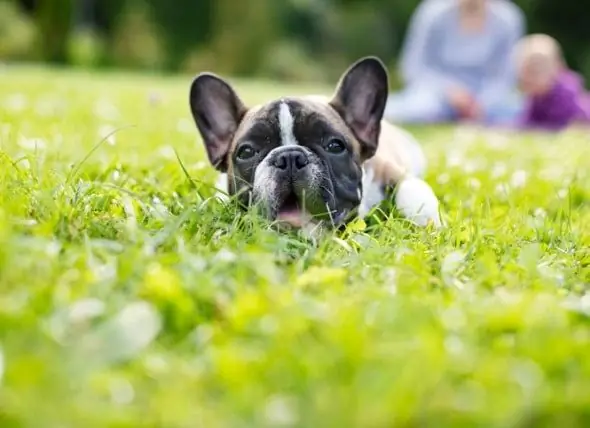 Hvordan Man Fortæller, Om Din Hund Har Orme, Og Hvordan Man Kan Slippe Af Med Dem