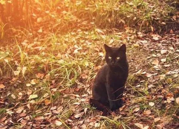 Mythes Sur Les Animaux De Compagnie : Les Chats Noirs Portent-ils Malheur ?