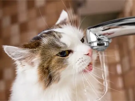 Pourquoi Les Chats Détestent-ils L'eau ? - Mythes Sur Les Animaux De Compagnie : Les Chats Détestent-ils Vraiment L'eau ?