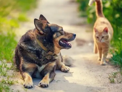 4 Riesgos Relacionados Con El Calor En Las Mascotas Que Debe Tener En Cuenta