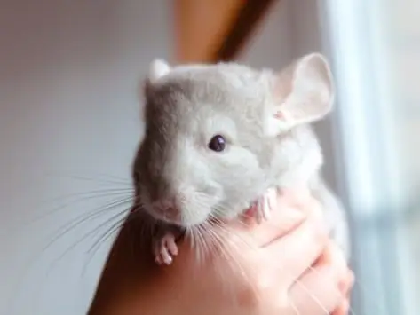 Perché Il Cincillà Perde I Capelli? - Punti Calvi Su Chinchilla