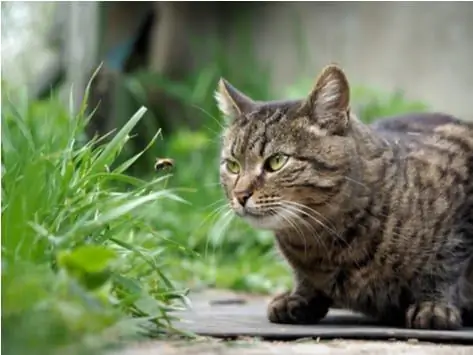 Hogyan Kezeljük A Hibákat és Csípéseket Macskákban Scorpion Sting Macskákban Pókcsípés A Cat