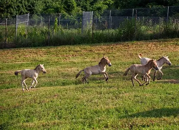 موسسه زیست شناسی حفاظت از اسمیتسونیان تولد 4 اسب Przewalski در معرض خطر را اعلام می کند ، و شما می توانید کمک کنید یکی نام ببرید