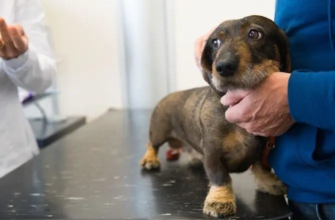 Uy Hayvonini Veterinarga Qanday Qilib Sezgirsizlantirish Mumkin