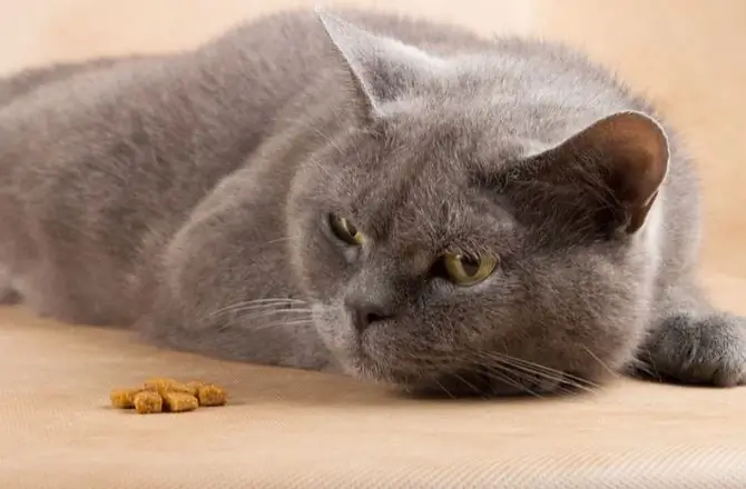 È Pericoloso Per I Gatti Restare Senza Cibo? - Perché Il Gatto Non Mangia?