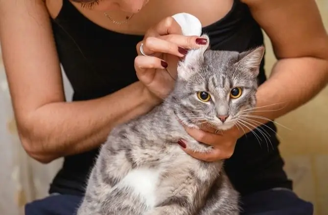 Wat Zorgt Ervoor Dat Een Kat Slecht Ruikt - Waarom Ruikt Mijn Kat Slecht?