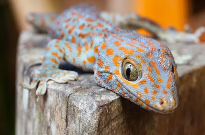 Gekko Bolasiga Qanday G'amxo'rlik Qilish Kerak - Bolalar Kaltakesaklariga G'amxo'rlik