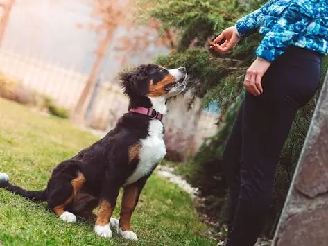 Treinamento De Obediência Para Cães: 4 Dicas Fáceis De Dominar