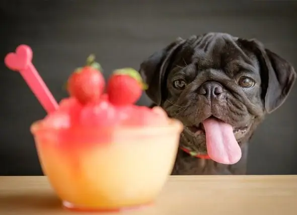 10 Meilleurs Noms D'aliments Pour Chiens - Noms De Chiots Inspirés Par La Nourriture