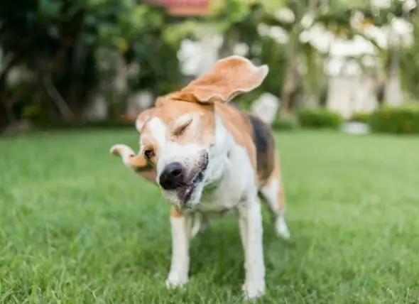 Waarom Schudden Honden Hun Hoofd?