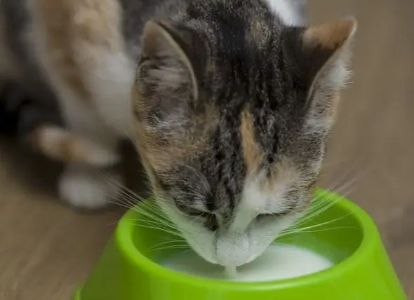 Adakah Susu Buruk Untuk Kucing? - Adakah Susu Buruk Untuk Anjing?