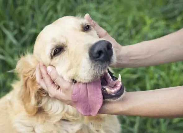 Vidokezo 5 Vya Kutibu Na Kupiga Canine Lymphoma