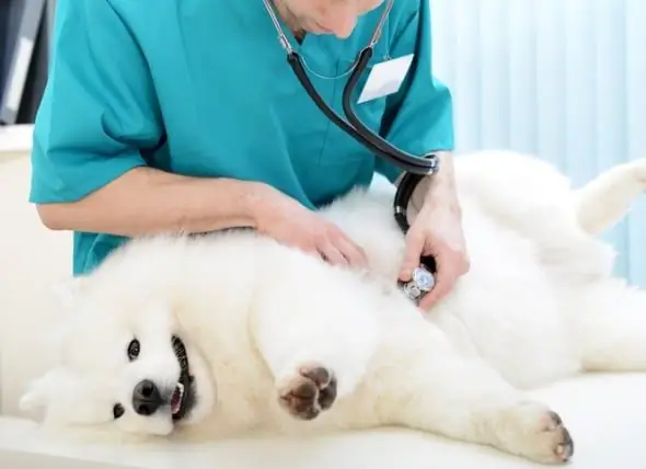 Diabetes En Perros: Tipo 1 Frente A Tipo 2