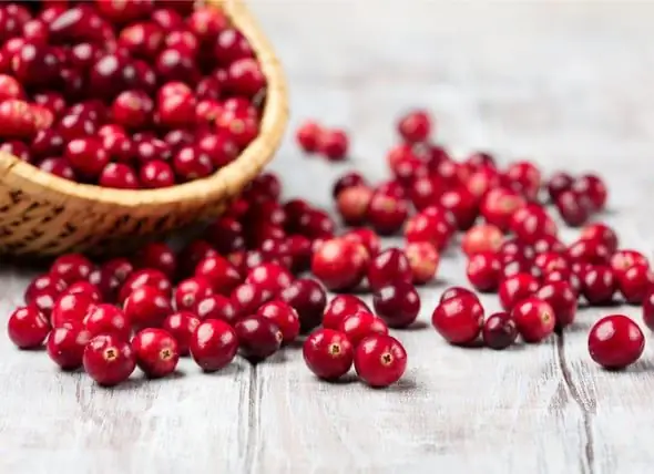 Preiselbeere Für Hunde - Dürfen Hunde Cranberries Essen?