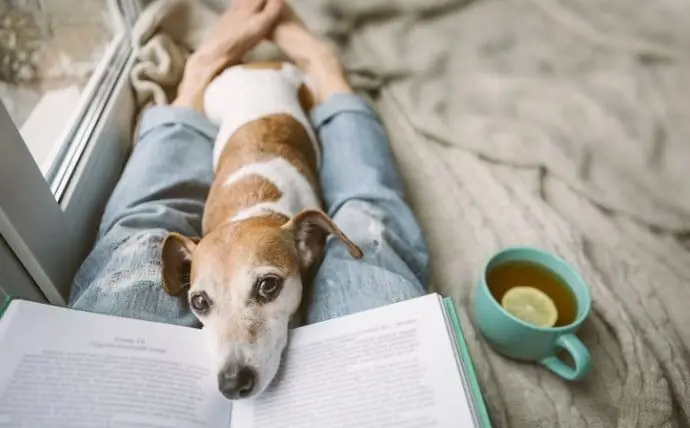 Gabapentin Untuk Anjing: Kegunaan, Dosis, Dan Efek Samping