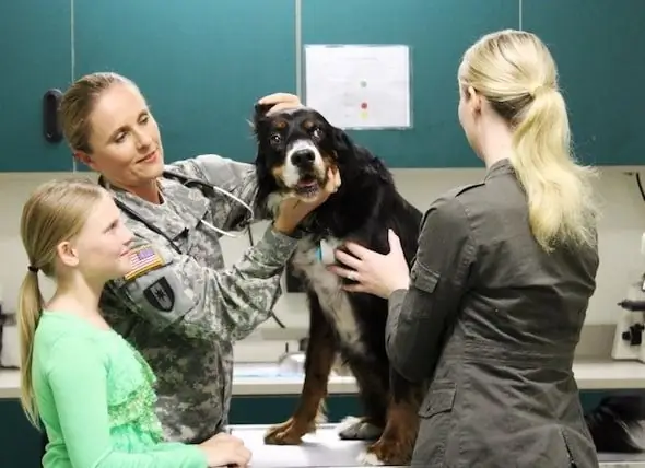 Veterinários Do Exército: Em Uma Missão Para Manter Os Cães Militares Saudáveis