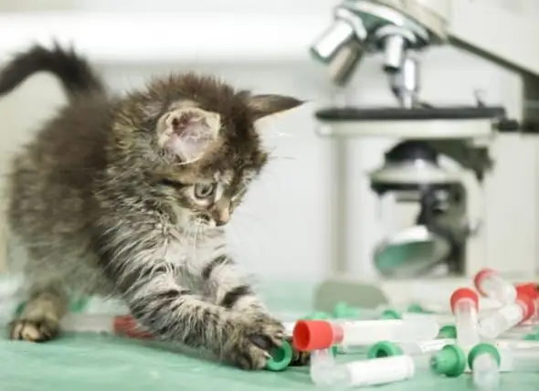 Se Prevé Que La Prohibición De Las Pruebas Con Animales En Bruselas Salvará A 20.000 Animales De La Explotación