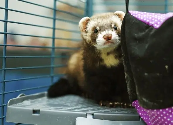 Litter Box Training För Illrar