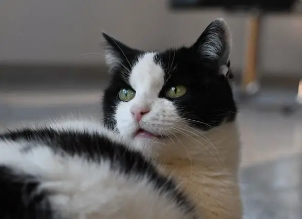 Cat Panting: Hvorfor Det Sker, Og Hvad Man Skal Gøre Ved Det