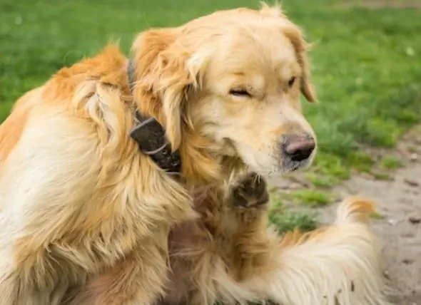 Netelroos Bij Honden - Symptomen Van Netelroos Bij Honden - Allergische Reactie Bij Honden