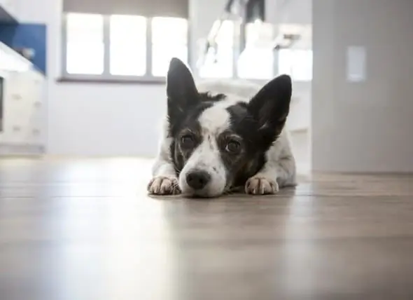 Kunnen Honden Chocolade Eten? Kunnen Honden Doodgaan Door Het Eten Van Chocolade?