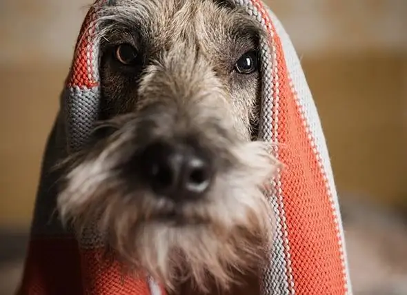 Mites Sobre La Salut De Les Mascotes Que Hauríeu De Deixar De Creure