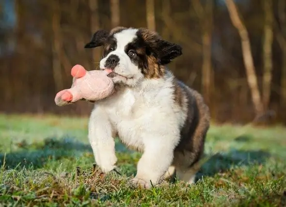 Köpeklerde Büyüme: Ne Beklemeli?