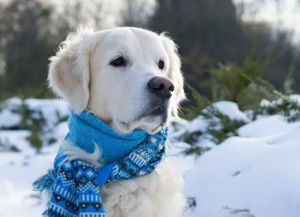 Hoe Koud Is Te Koud Voor Uw Hond?